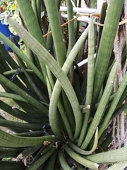 Sansevieria cylindrica