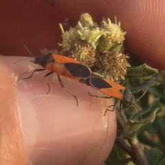 Melanopleurus bicolor