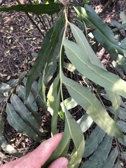 Acrostichum speciosum