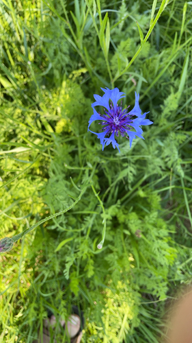 Cornflower