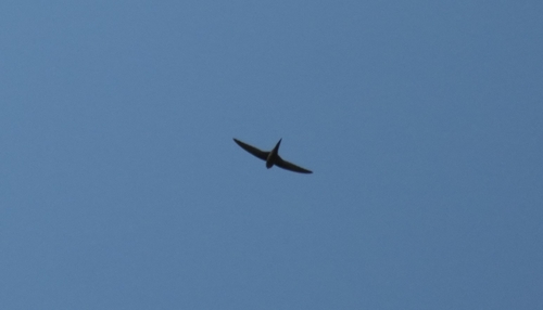 African Palm Swift