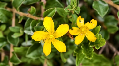 Hypericum nagasawae, photograph 6