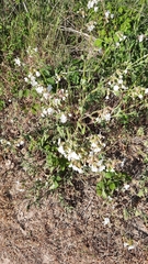 Silene latifolia