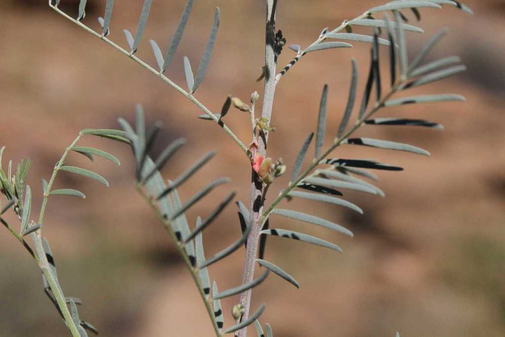 Indigofera cryptantha