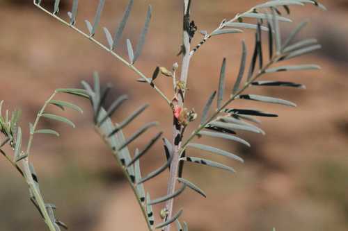 Indigofera cryptantha