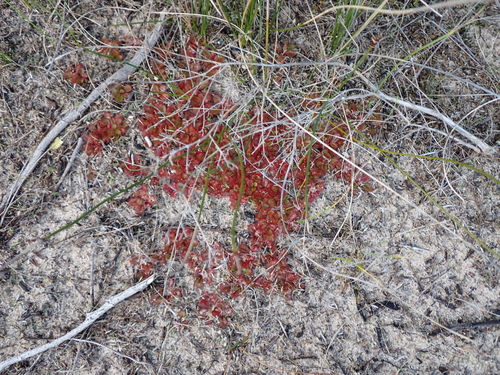 Drosera tubaestylis