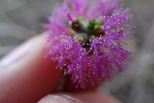 Melaleuca crossota, photograph 2