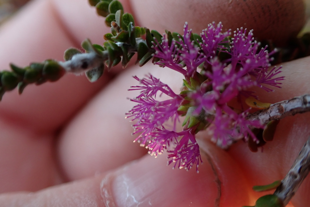 Melaleuca crossota; photograph (c) Em Lamond, some rights reserved (CC BY)