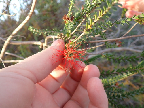 Melaleuca pulcherrima