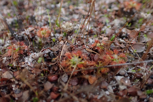 Drosera nitidula
