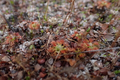 Drosera nitidula