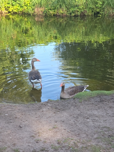 Greylag Goose
