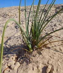 Tradescantia occidentalis
