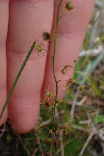 Drosera heterophylla