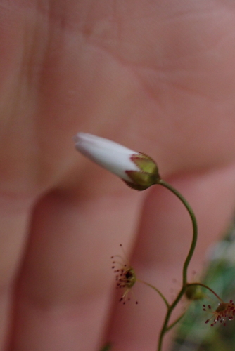 Drosera heterophylla