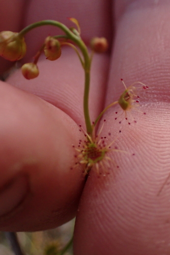 Drosera heterophylla