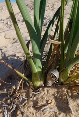 Tradescantia occidentalis