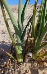 Tradescantia occidentalis