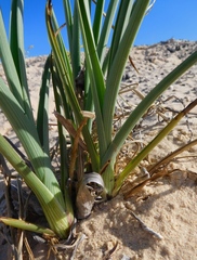 Tradescantia occidentalis