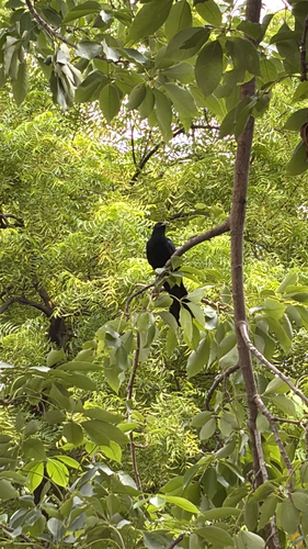 Asian Koel
