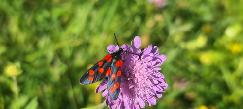 Transalpine burnet moth, 82467 Garmisch-Partenkirchen, Deutschland, photo 10 of 10