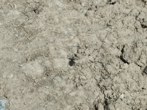 Coranus dilatatus