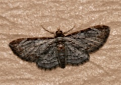 Eupithecia costalis