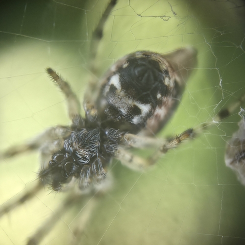 Cyclosa sierrae