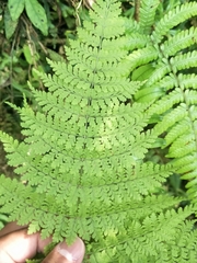 Dryopteris paleolata