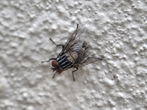 Synthesiomyia nudiseta