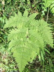 Dryopteris paleolata