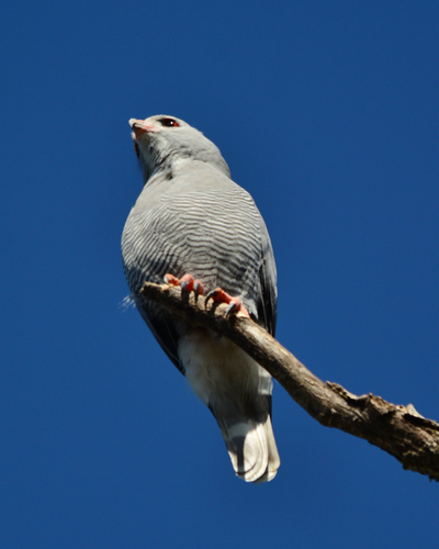 Southern Lizard Buzzard