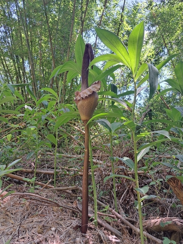 Amorphophallus hirtus, photograph 3