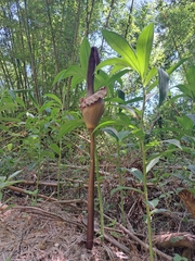 Amorphophallus hirtus, photograph (c) vrxz, some rights reserved (CC BY-SA)