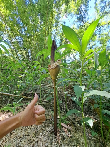 Amorphophallus hirtus, photograph 4