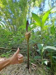 Amorphophallus hirtus, photograph (c) vrxz, some rights reserved (CC BY-SA)