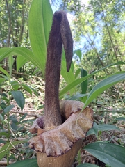 Amorphophallus hirtus, photograph (c) vrxz, some rights reserved (CC BY-SA)