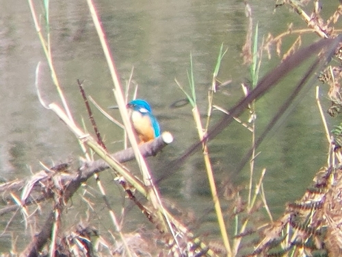 iNaturalist image