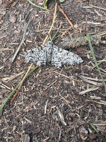 Peppered Moth