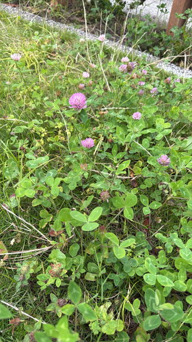 Red Clover