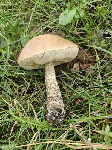 Brown Birch-bolete