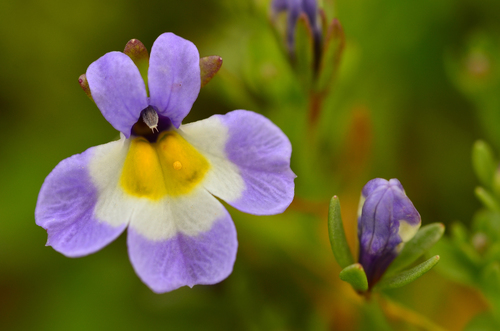 Downingia cuspidata