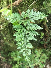 Davallia trichomanoides