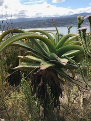 Aloe ferox