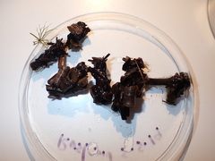 Limnephilus flavicornis