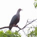 Pinon's Imperial-Pigeon - Photo (c) Marcel Holyoak, some rights reserved (CC BY-NC-ND)