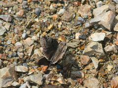 Erynnis marloyi