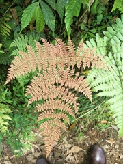 Dryopteris paleolata