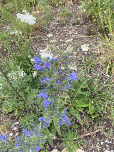 viper's-bugloss