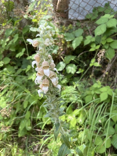 Woolly Foxglove